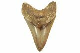 Serrated, Fossil Megalodon Tooth - Beautiful Indonesian Meg #226246-1